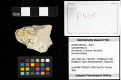 Foto (Objekt + Etiketten) von Goniodromites sp. 